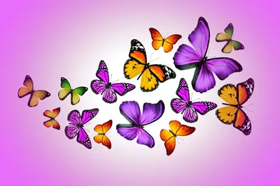 Обои Рисованное Животные: бабочки, обои для рабочего стола, фотографии  рисованные, животные, бабочки, butterflies, design, by, marika, colorful,  purple, бабочки Обои для рабочего стола, скачать обои картинки заставки на  рабочий стол.