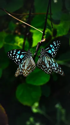 ᐉ Обои Caselio Girl Power GPR100825818 фиолетовые бабочки на белом купить в  Украине недорого | Мир Обоев