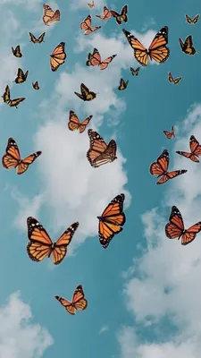 Идеи на тему «Обои с бабочками» (13) | покраска обоев, изображения неба,  абстрактное