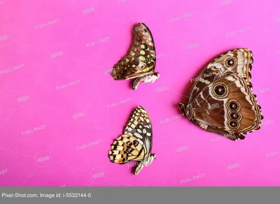 Живые обои - Ночные бабочки - разное