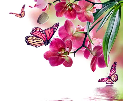Pin by _marley_ on Обои с бабочками | Butterfly wallpaper iphone, Trippy  wallpaper, Butterfly wallpaper