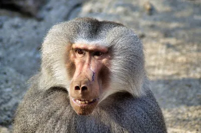 Звуки обезьян / Бабуин / Звуки и голос бабуина - YouTube
