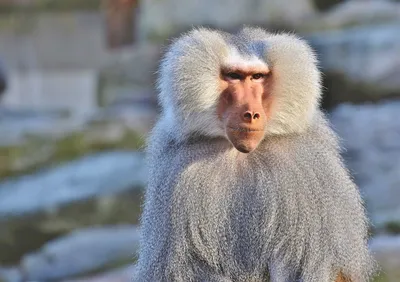 Приматологи нашли причину агрессивного поведения бабуинов - Индикатор