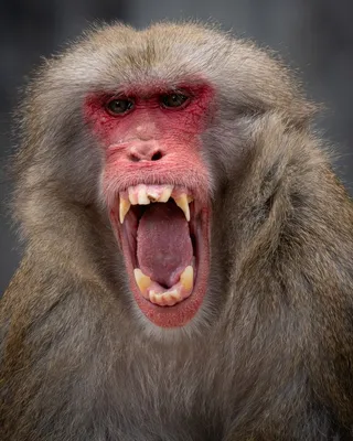 лицо бабуина, картинка бабуина, бабуин, обезьяна фон картинки и Фото для  бесплатной загрузки