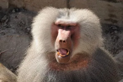 Малыш бабуин. Фотограф: mogenstrolle | Baboon, Cute animal pictures, Monkey  species