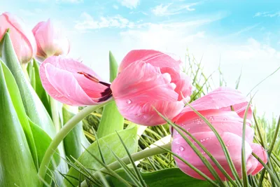Скачать обои крупным планом, тюльпаны, роса, розовые, небо, трава, облака,  раздел цветы в разрешении 6500x4333