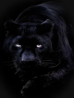 Картина \"Багира\". Черная пантера. Картина с черной пантерой купить в  интернет-магазине Ярмарка Мастеров по цене 2500 ₽ – O4Q9SBY | Картины,  Самара - доставка по России