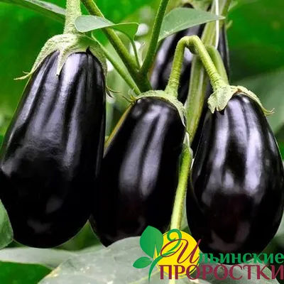 Баклажан - Bakłażan Violetta Lunga 3 - Solanum melongena - семена – Garden  Seeds Market | Бесплатная доставка