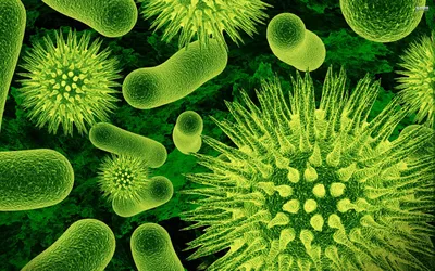 чтиво | Все, что нужно знать о бактериях - Hi-News.ru