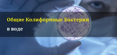 Сверхустойчивые\" к антибиотикам бактерии в Антарктике не несут угрозы миру  - ученый - 31.05.2022, Sputnik Казахстан