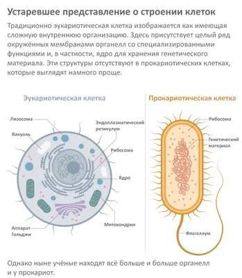 Картинки на тему #бактерия - в Шедевруме
