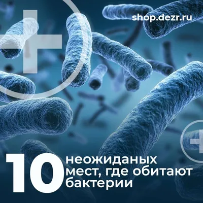 11 самых распространенных видов бактерий в кишечниках россиян
