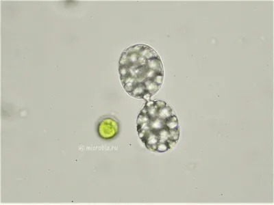 Бактерии, бактерии, микробы Иллюстрация вектора - иллюстрации насчитывающей  цветасто, природа: 179927471