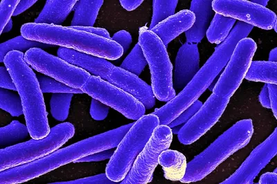 Бактерии под микроскопом | Пикабу