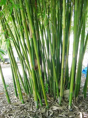 Как вырастить «бамбук счастья» в домашних условиях | myDecor