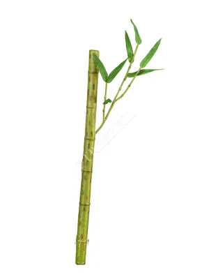 Комнатный бамбук – как закрутить? - эксперты Украфлоры