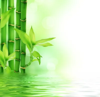 бамбук. обои с зеленым и коричневым бамбуком, растущими в природе. зеленый  бамбуковый рощ Стоковое Фото - изображение насчитывающей киото, пуща:  231754392