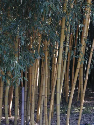 Бамбук натуральный 10.35605N – купить в Москве
