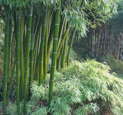 Комнатный бамбук, уход в домашних условиях: как выращивать, пересаживать и  поливать домашний бамбук