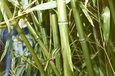 Стеблей Бамбука На Воде — стоковые фотографии и другие картинки Бамбук -  Бамбук, Бамбуковый материал, Зелёный цвет - iStock