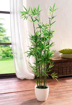 Бамбук искусственный H240 см (арт. 8EE429928) - купить за 71 500 ₽ в  интернет-магазине Гарден Гров