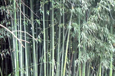 Бамбук Lucky Bamboo 50 в Евроопт