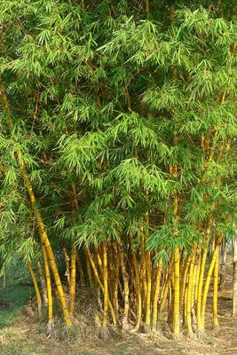 Фотообои Стебли бамбука на стену. Купить фотообои Стебли бамбука в  интернет-магазине WallArt