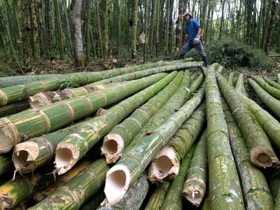 бамбуковые обои, древесина, бамбук, бамбуковый лес фон картинки и Фото для  бесплатной загрузки