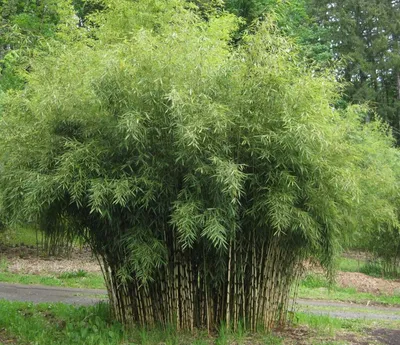Бамбук обыкновенный — Википедия
