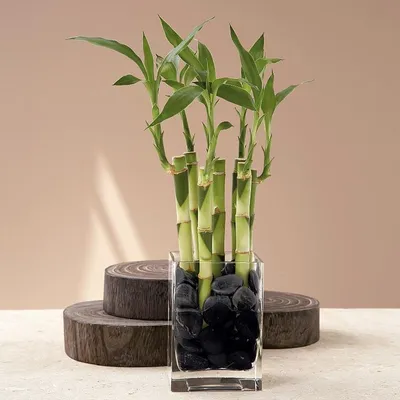 Семена Бамбук чёрный (Phyllostachys Nigra), 20 штук | AliExpress