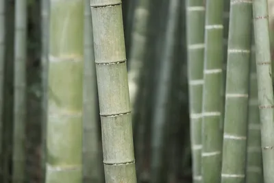 Обои Бамбук-Тростник D-3127. Натуральные и бамбуковые обои. Продажа обоев.