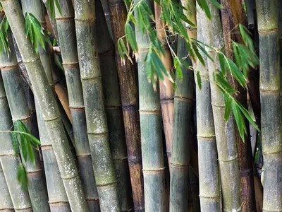 Стебли бамбука на деревянном фоне крупным планом :: Стоковая фотография ::  Pixel-Shot Studio