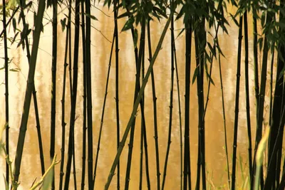 Бамбук. Ствол бамбука 4 - 5 см. Продажа. Купить бамбук.