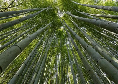 Бамбук, как материал для имитации натуральной древесины