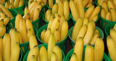Al Jazeera (Катар): что произойдет с организмом, если съедать два банана в  день (Al Jazeera, Катар) | 07.10.2022, ИноСМИ