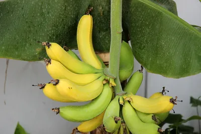 Бананы 1кг купить за 279 руб. с доставкой на дом в интернет-магазине  «Palladi» в Южно-Сахалинске