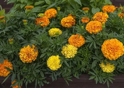 Бархатцы Гавриш Однолетние цветы для клумбы - купить по выгодным ценам в  интернет-магазине OZON (459726331)