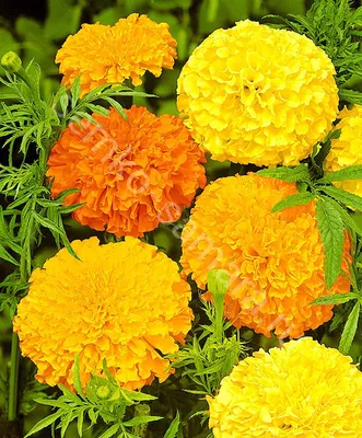 Цветы Бархатцы Растения - Бесплатное изображение на Pixabay - Pixabay