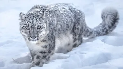 Невероятный снежный барс – истинный царь горы! Скрытность, грация и  постоянный риск – ирбис в деле! - YouTube