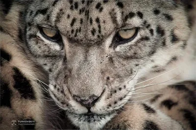 Ирбис, или снежный барс, или снежный леопард. Photos | Adobe Stock