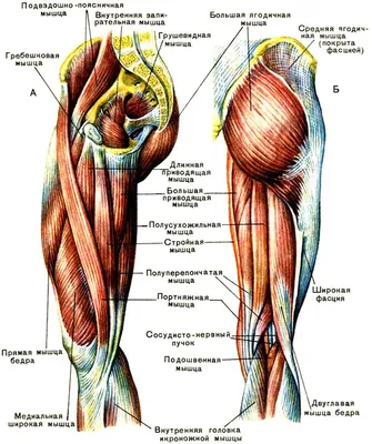 36. Мышцы нижних конечностей [2012 - - Анатомия и физиология человека] |  Анатомия и физиология, Анатомия человека, Анатомия