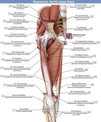 Анатомия мышц бедра | Биология, Судебная медицина, Уроки биологии