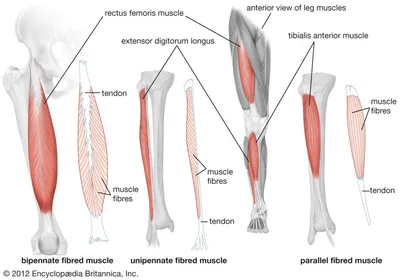 Анатомия: Мышцы бедра. Задняя группа. | Мышцы, Анатомия, Бедро