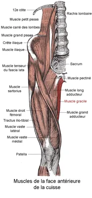Прямая мышца бедра | Массаж.ру