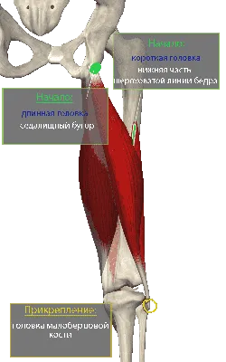 Человеческая анатомия, бедро, конечности и скелет рук. Вид сзади . стоковое  фото ©Pixelchaos 308709426