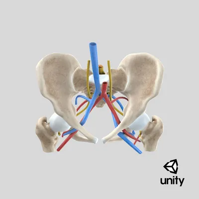 Анатомия человеческого тела. Бедро, ноги и руки Скелет с венами и артериями  . стоковое фото ©Pixelchaos 308709658