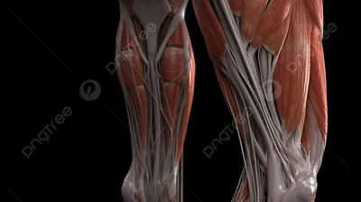 Тейпирование при травмах мышц задней поверхности бедра | Академия ТТ