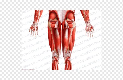 Анатомия человека - женский таз (PBR) 3D Модель $99 - .3ds .max .dae .fbx  .obj .upk .unitypackage .ma - Free3D