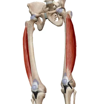 бёдра скелета и ноги нижней части конечности, вид на заднюю часть человека  с частично прозрачными костями. нога большой берцовой к Иллюстрация вектора  - иллюстрации насчитывающей оконечность, тазово: 247433048