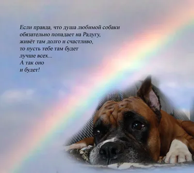 Собака на радуге - 65 фото